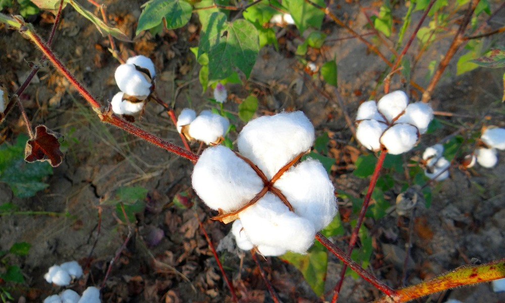 Why Organic Apparel is Good for You and the Planet